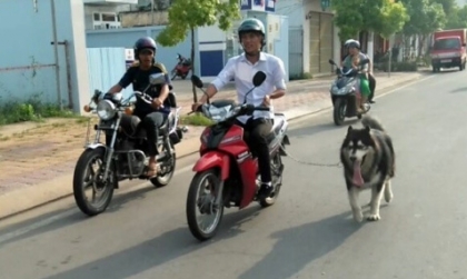 Nghị định 168 - Lỗi trừ 10 điểm GPLX: Điều khiển xe máy dắt vật nuôi gây TNGT